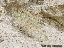 Plancia ëd Xylorhiza cognata (H. M. Hall) T. J. Watson