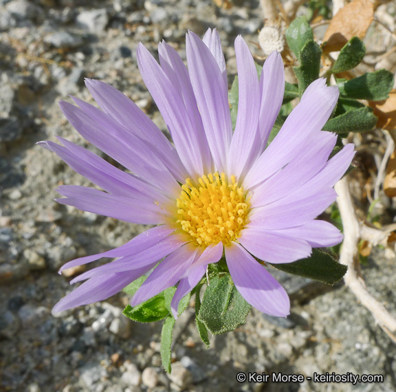 Plancia ëd Xylorhiza cognata (H. M. Hall) T. J. Watson