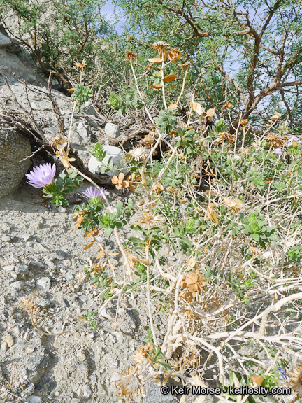 Plancia ëd Xylorhiza cognata (H. M. Hall) T. J. Watson