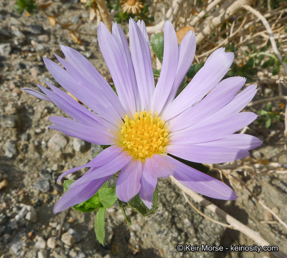 Plancia ëd Xylorhiza cognata (H. M. Hall) T. J. Watson