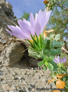 Image de Xylorhiza cognata (H. M. Hall) T. J. Watson