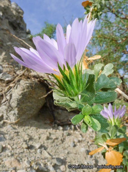 Plancia ëd Xylorhiza cognata (H. M. Hall) T. J. Watson