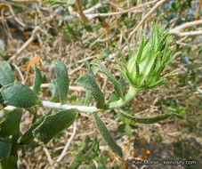 Plancia ëd Xylorhiza cognata (H. M. Hall) T. J. Watson