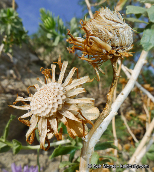 Plancia ëd Xylorhiza cognata (H. M. Hall) T. J. Watson