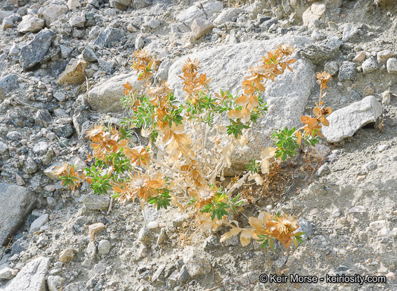 Plancia ëd Xylorhiza cognata (H. M. Hall) T. J. Watson