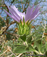 Plancia ëd Xylorhiza cognata (H. M. Hall) T. J. Watson