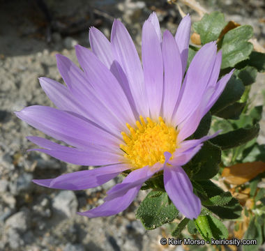 Plancia ëd Xylorhiza cognata (H. M. Hall) T. J. Watson