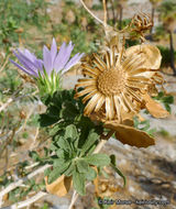 Plancia ëd Xylorhiza cognata (H. M. Hall) T. J. Watson