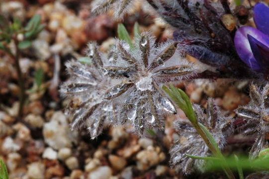 Image of bajada lupine