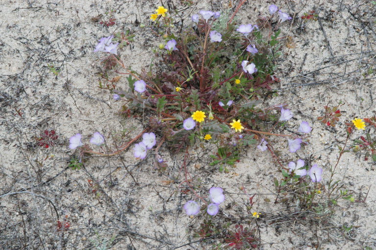 Image of Douglas' phacelia