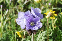 Image of Douglas' phacelia