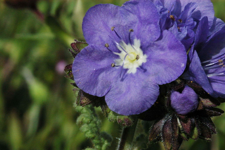 Image of Douglas' phacelia