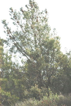 Image of knobcone pine