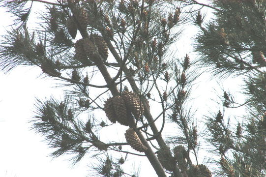 Image of knobcone pine