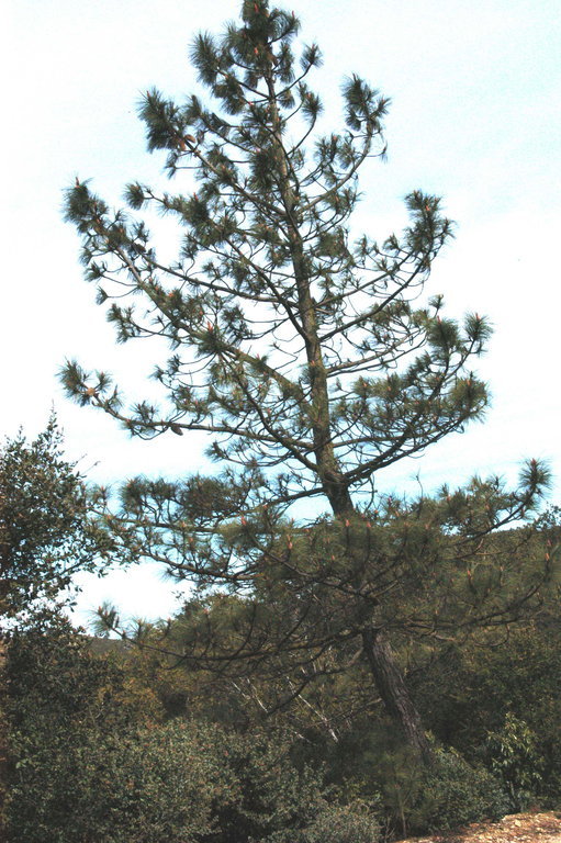 Image of Coulter pine