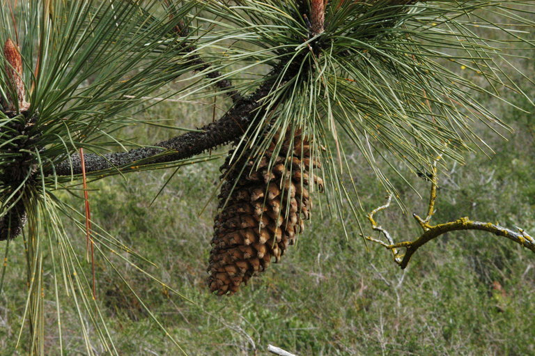 Image of Coulter pine