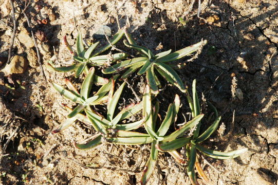 Слика од Plantago maritima L.