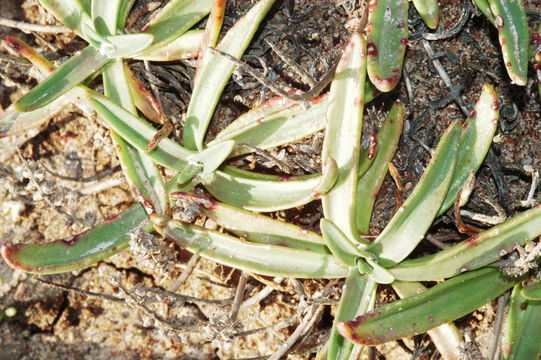 Image of goose tongue