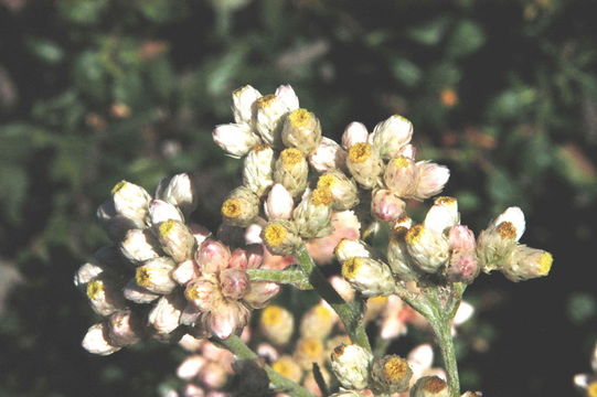 Image of ladies' tobacco