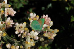 Image of ladies' tobacco