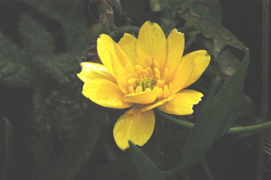 Image de Ranunculus californicus Benth.