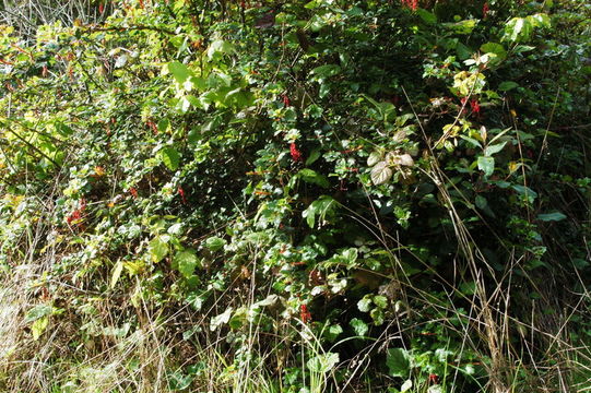 Image of fuchsiaflower gooseberry