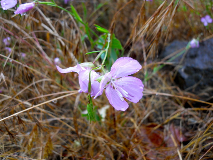 Image of Dudley's clarkia