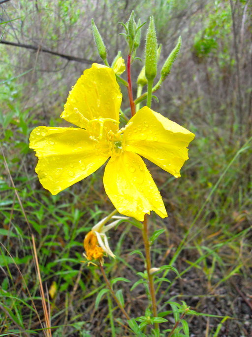 Image of Hooker's evening primrose