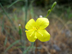 Image de Eulobus californicus Nutt.