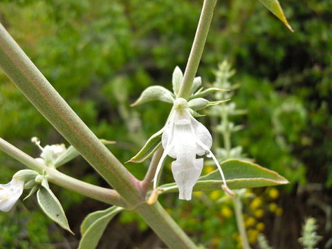 Image of white sage