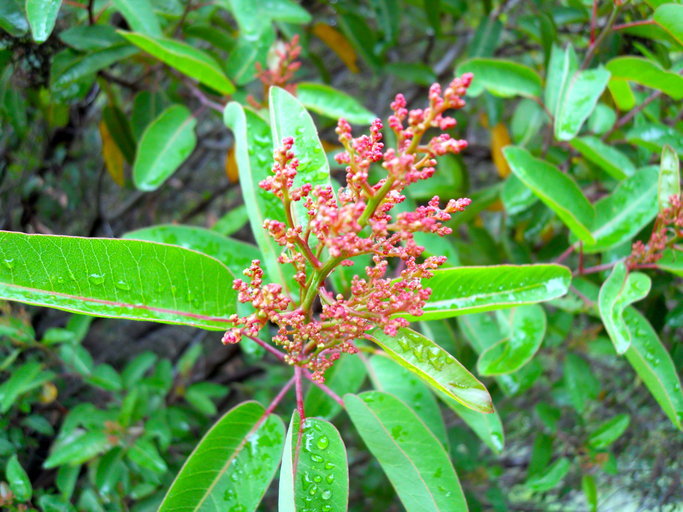 Image of laurel sumac