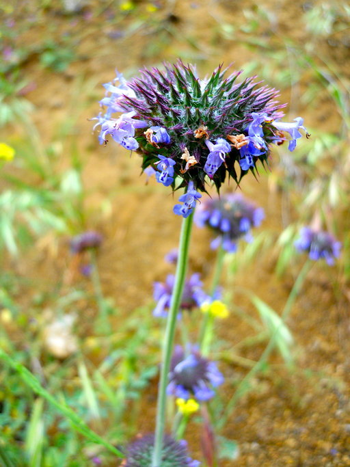 Imagem de Salvia columbariae Benth.