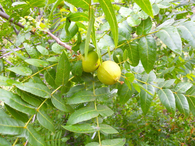 Sivun Juglans californica S. Wats. kuva