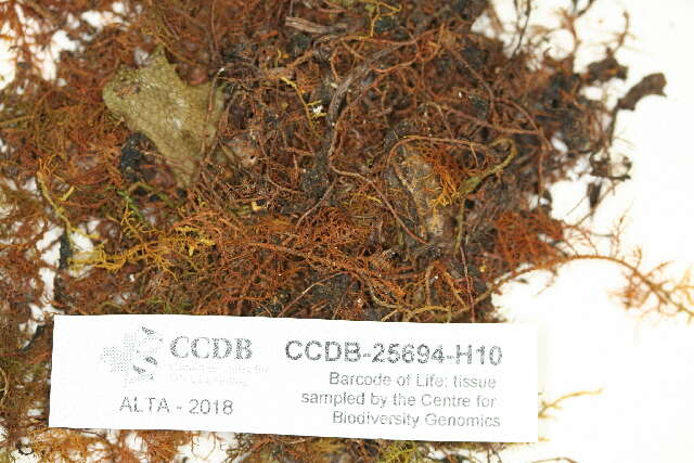 Image of thuidium moss