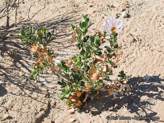 Image of Orcutt's aster