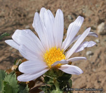 Image of Orcutt's aster