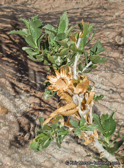 Image of Orcutt's aster