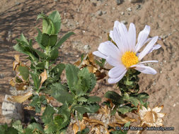 Image of Orcutt's aster