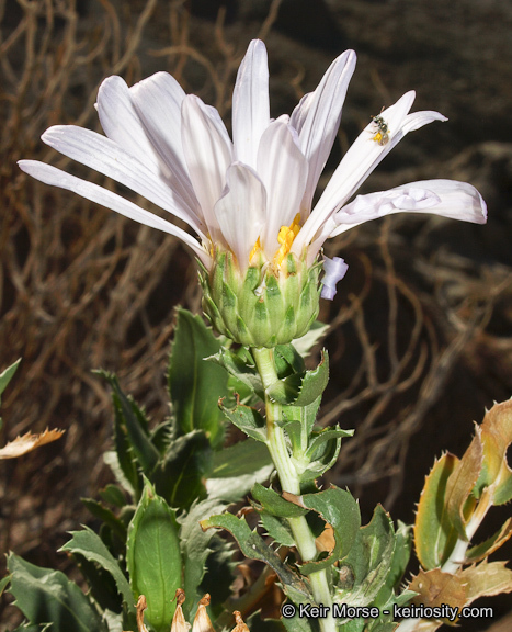 Image of Orcutt's aster