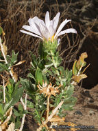 Image of Orcutt's aster