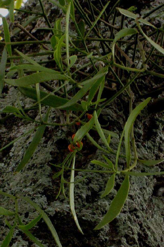 Image of Mistletoe