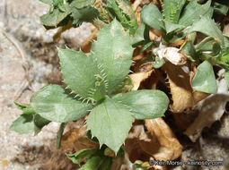 Image of Orcutt's aster