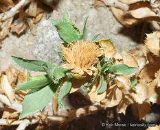 Image of Orcutt's aster