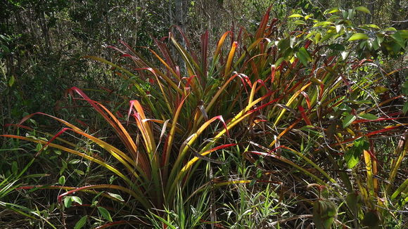 Plancia ëd Bromelia unaensis Leme & Scharf