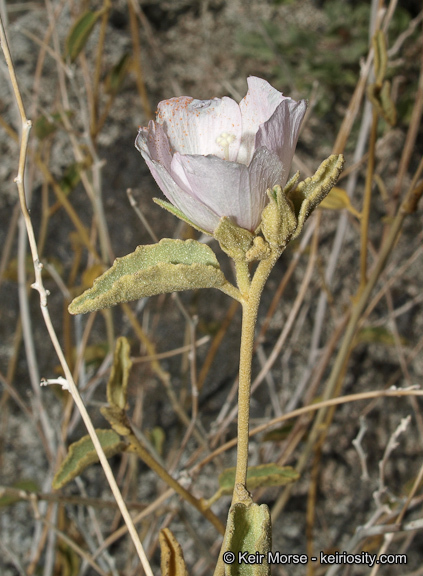 Imagem de Hibiscus denudatus Benth.