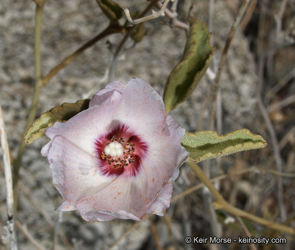 Imagem de Hibiscus denudatus Benth.