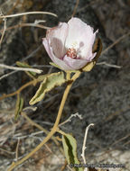 Imagem de Hibiscus denudatus Benth.