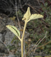 Imagem de Hibiscus denudatus Benth.