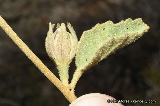 Imagem de Hibiscus denudatus Benth.