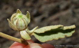 Imagem de Hibiscus denudatus Benth.